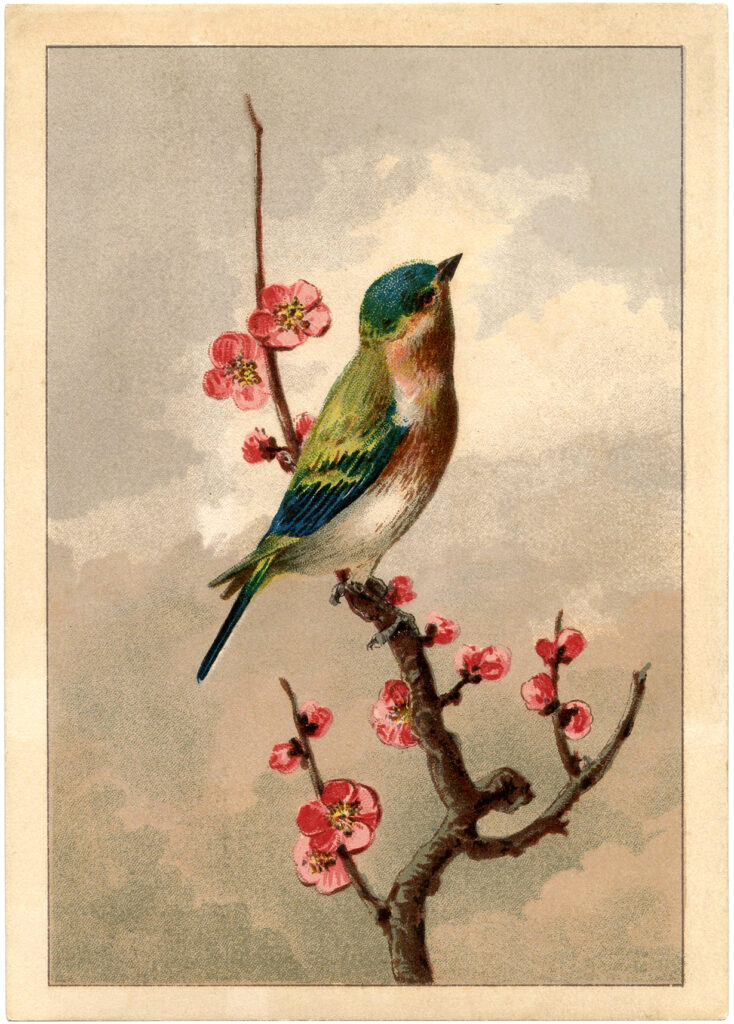 bird pink blossoms branch image