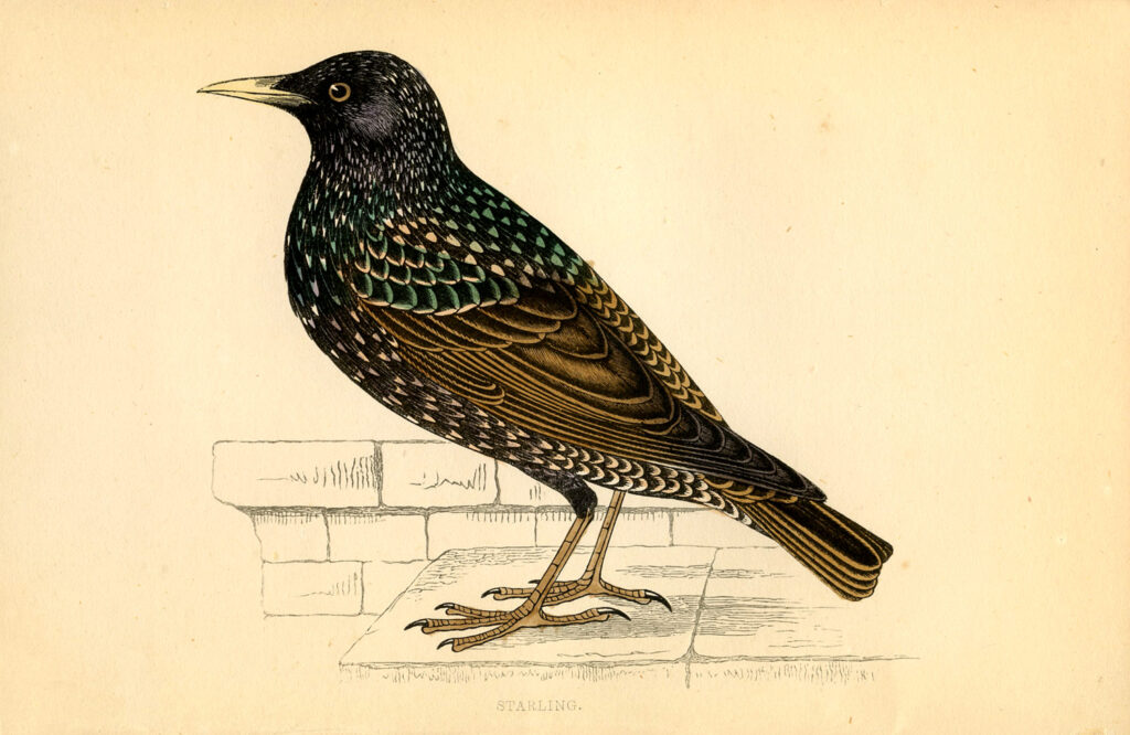 black Starling bird illustration