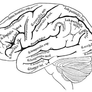 vintage brain chart illustration