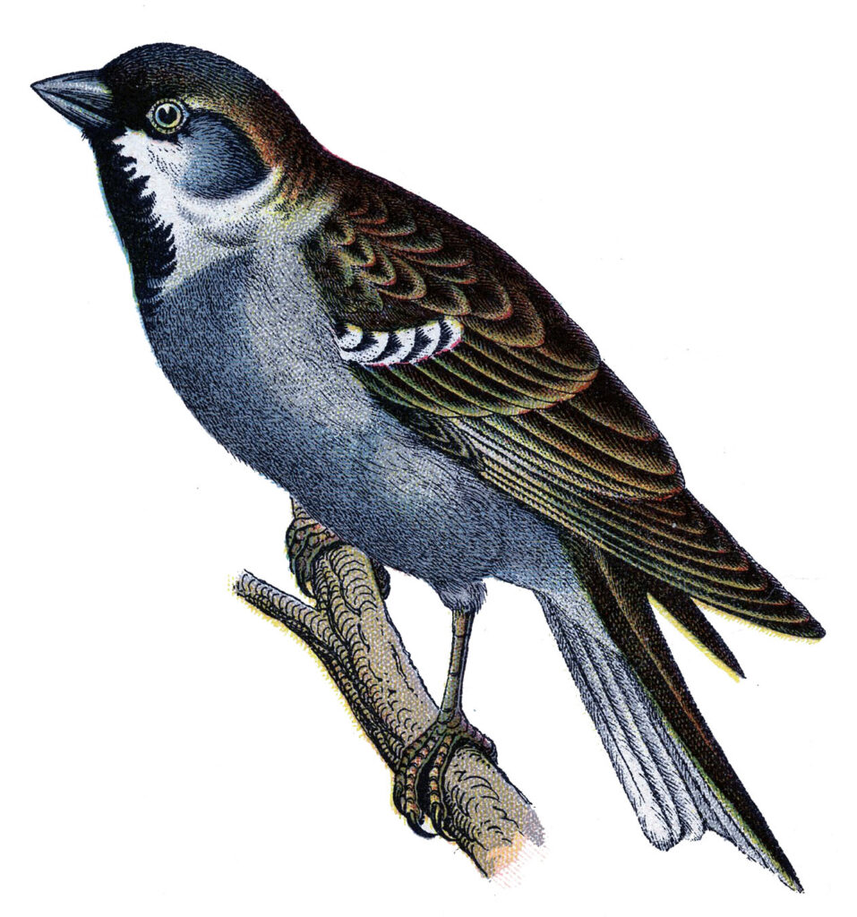 brown blue bird vintage illustration