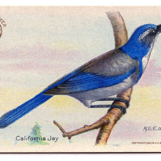 California Jay blue bird vintage image