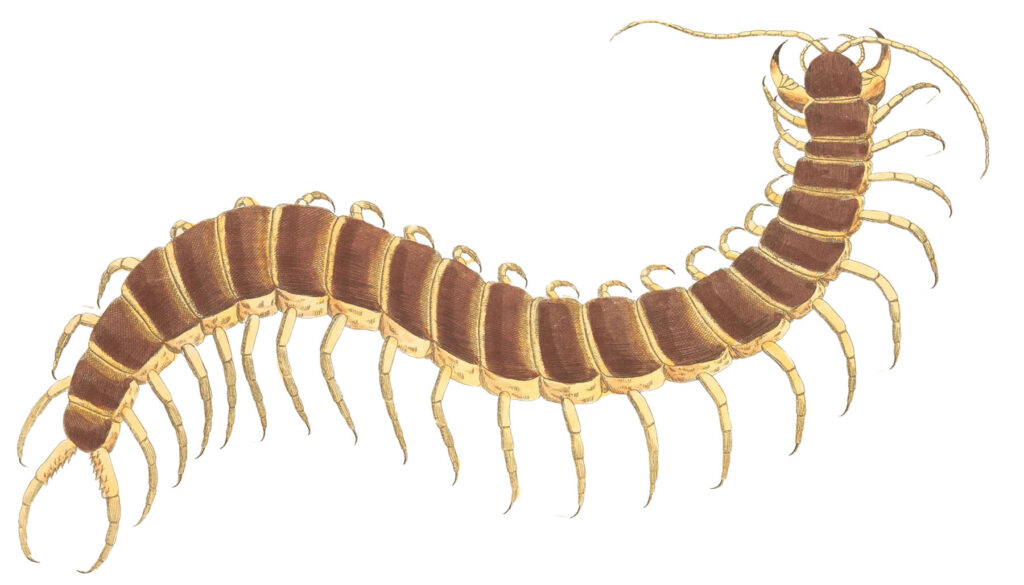 Centipede Image