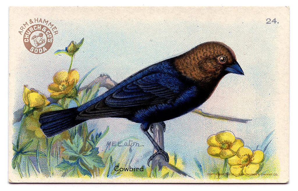 black brown Cowbird image