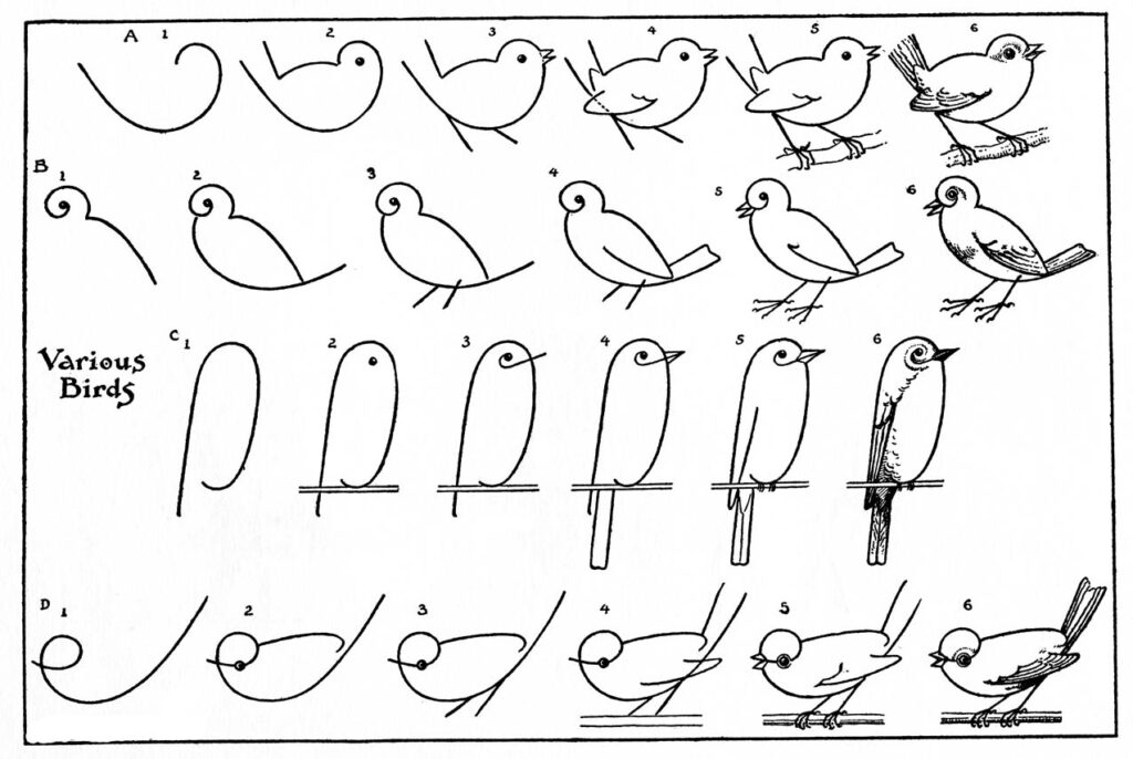 how to draw birds vintage lesson image