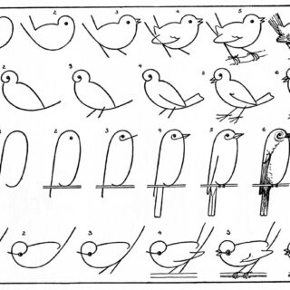 how to draw birds vintage lesson image