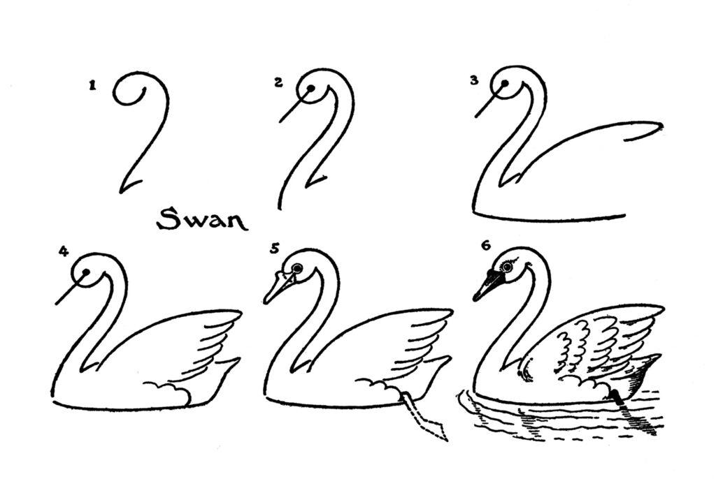 draw swans vintage chart diagram image