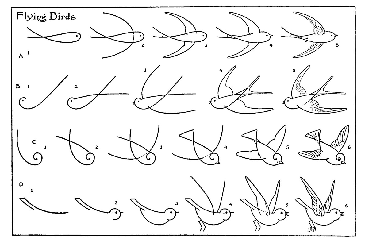 How to Draw Birds: 8 Techniques and Tips