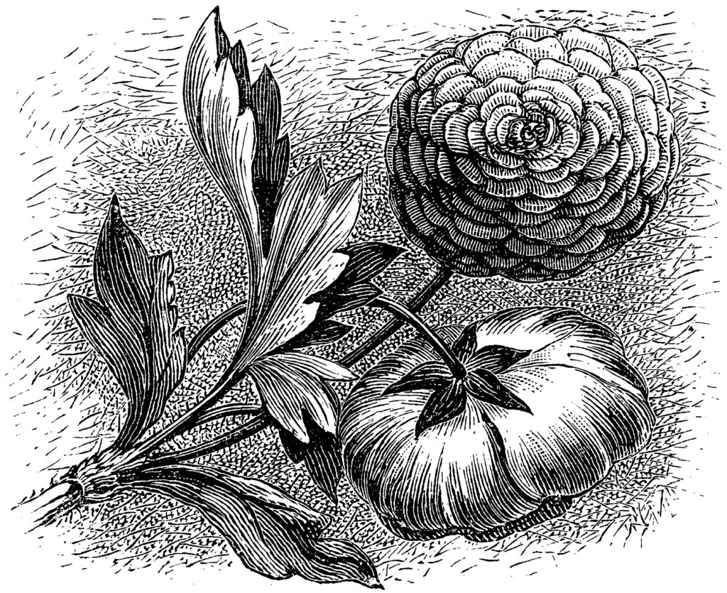 antique flowers engraving illustration