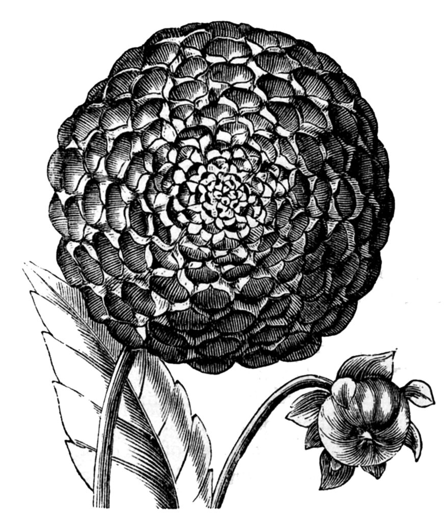 black and white flower clipart of Dahlia