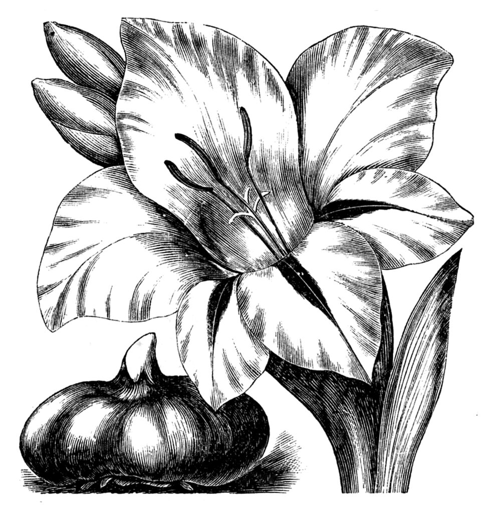 gladiola flower clipart