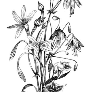 vintage flower black white sketch image