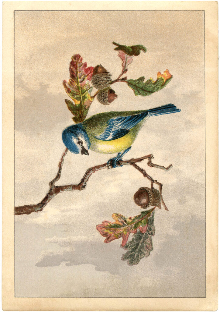 vintage bird leaves branch acorns oak illustration