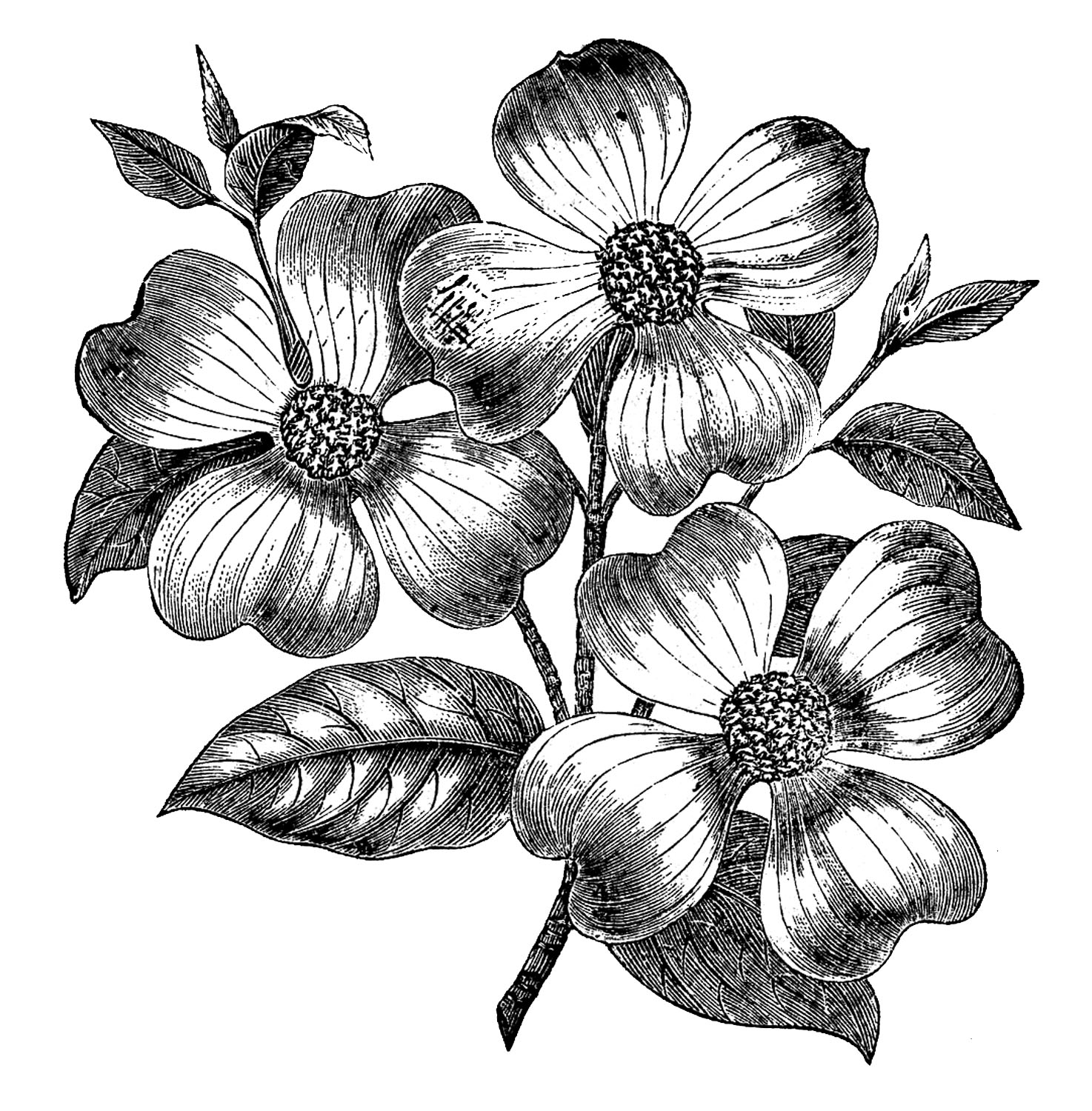 black and white flower outline