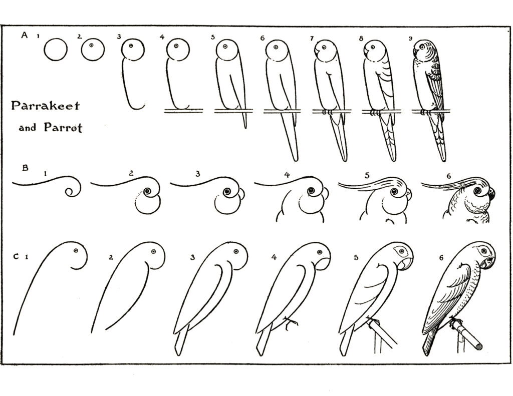 learn to draw parrots vintage diagram image