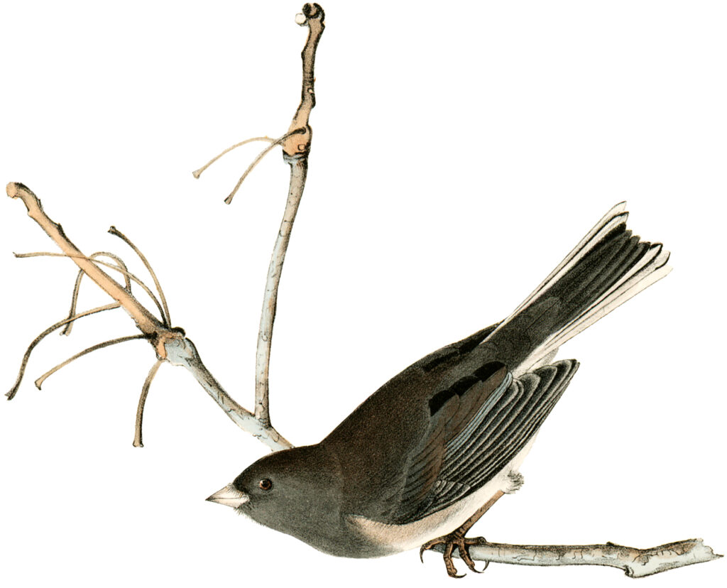 gray bird branch illustration