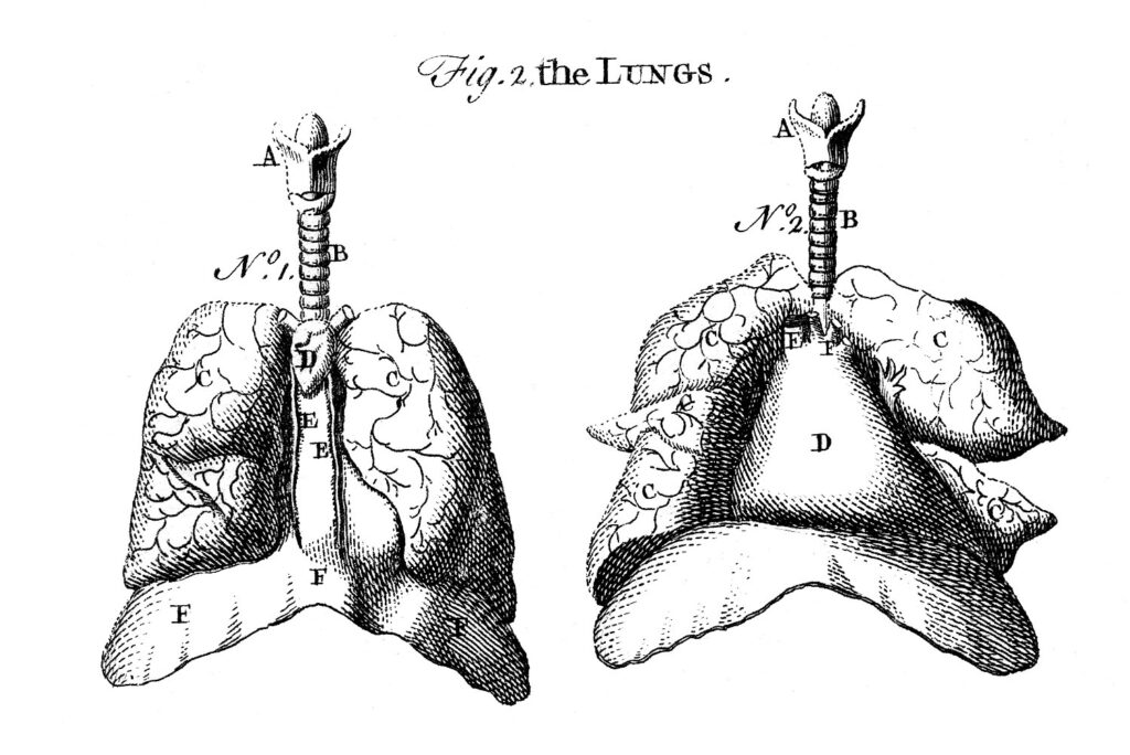 vintage lung diagram clipart