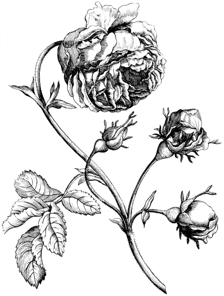 old Rose Flowers Sketch