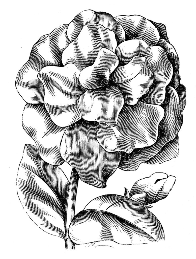 antique petunia engraving illustration