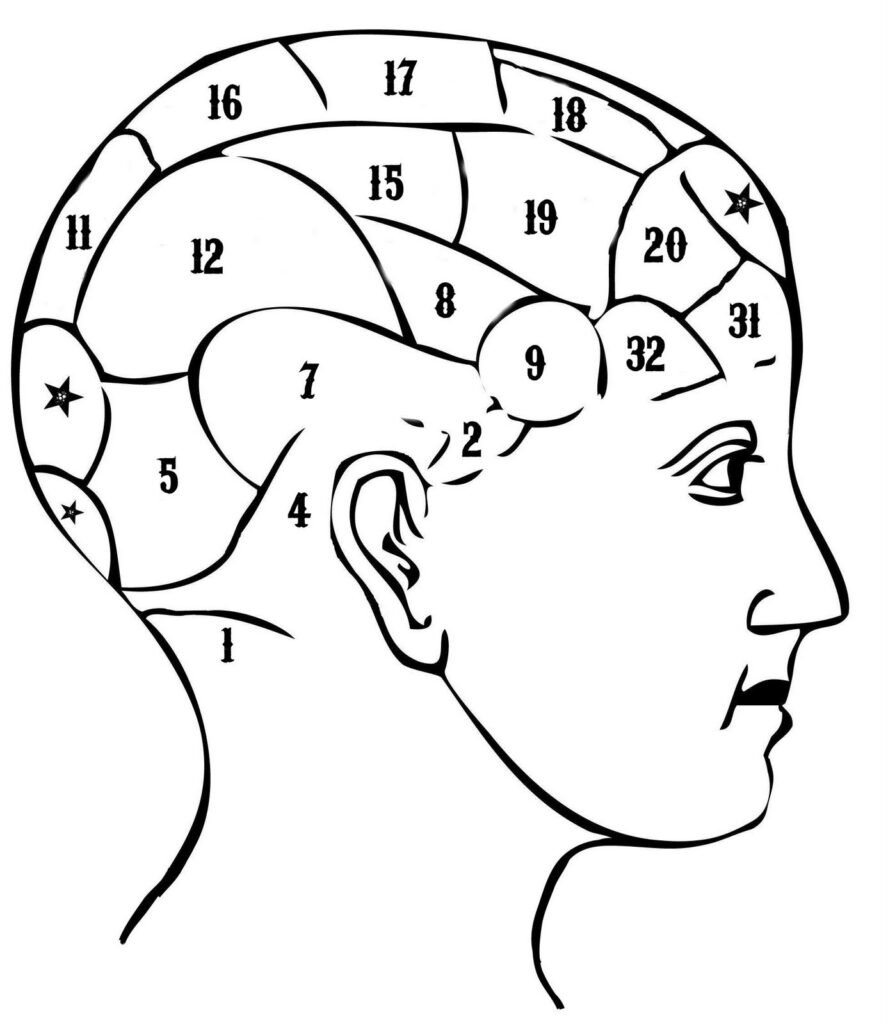 Phrenology Head with Numbers