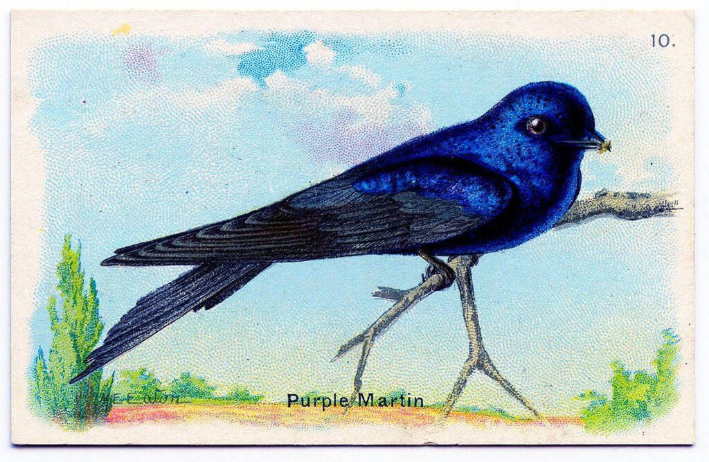 Purple Martin bird branch clipart