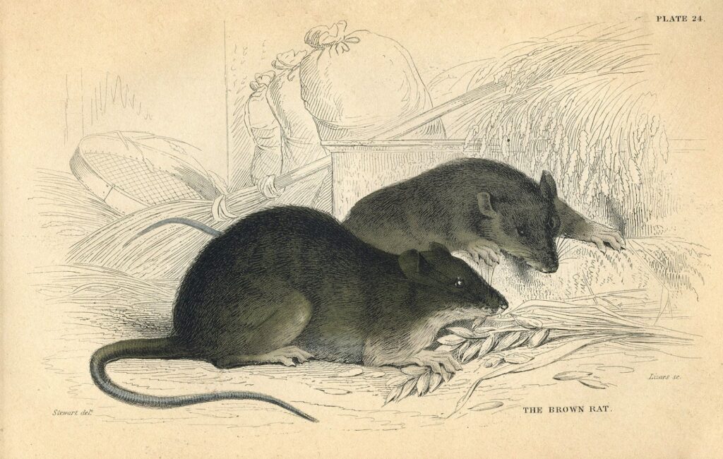 Rats natural history printable illustration