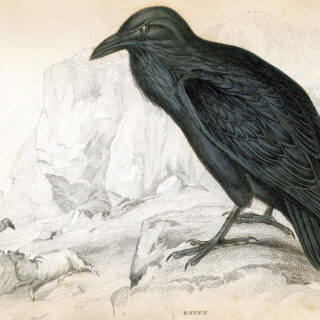black Raven vintage natural history print image