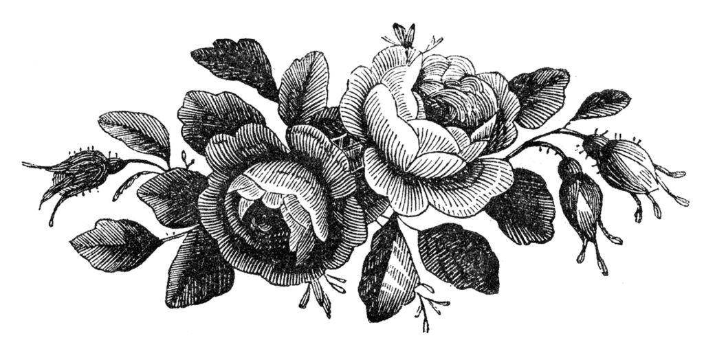 roses engraving vintage illustration