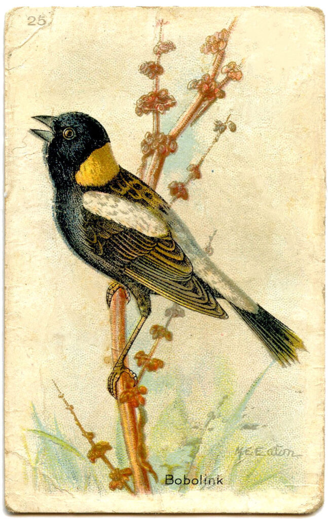 Bobolink yellow brown bird