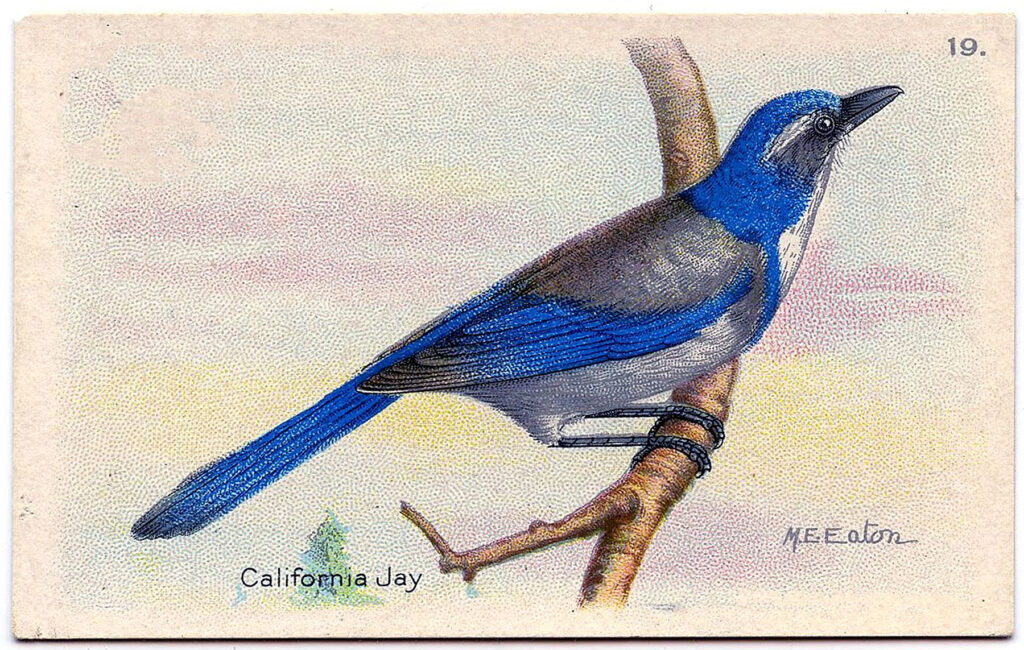 California Blue Jay Trade Card