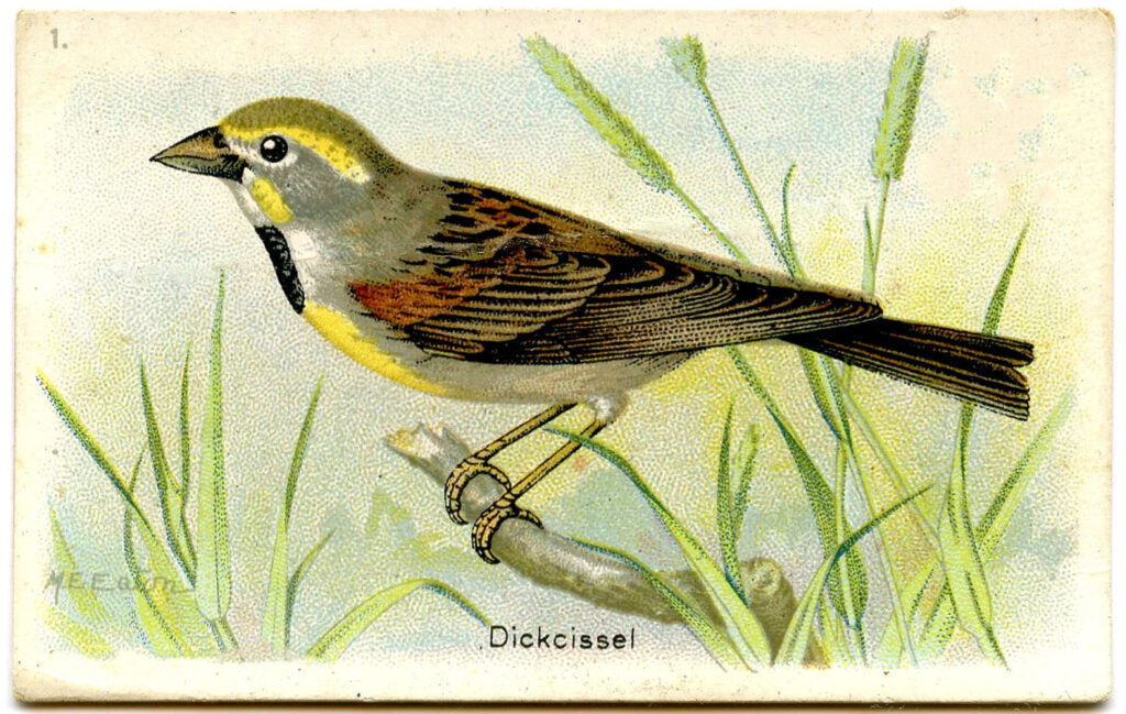 Dickcissel yellow bird illustration