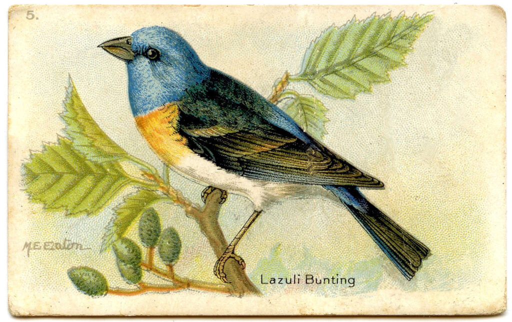 Lazuli Bunting bird blue yellow image