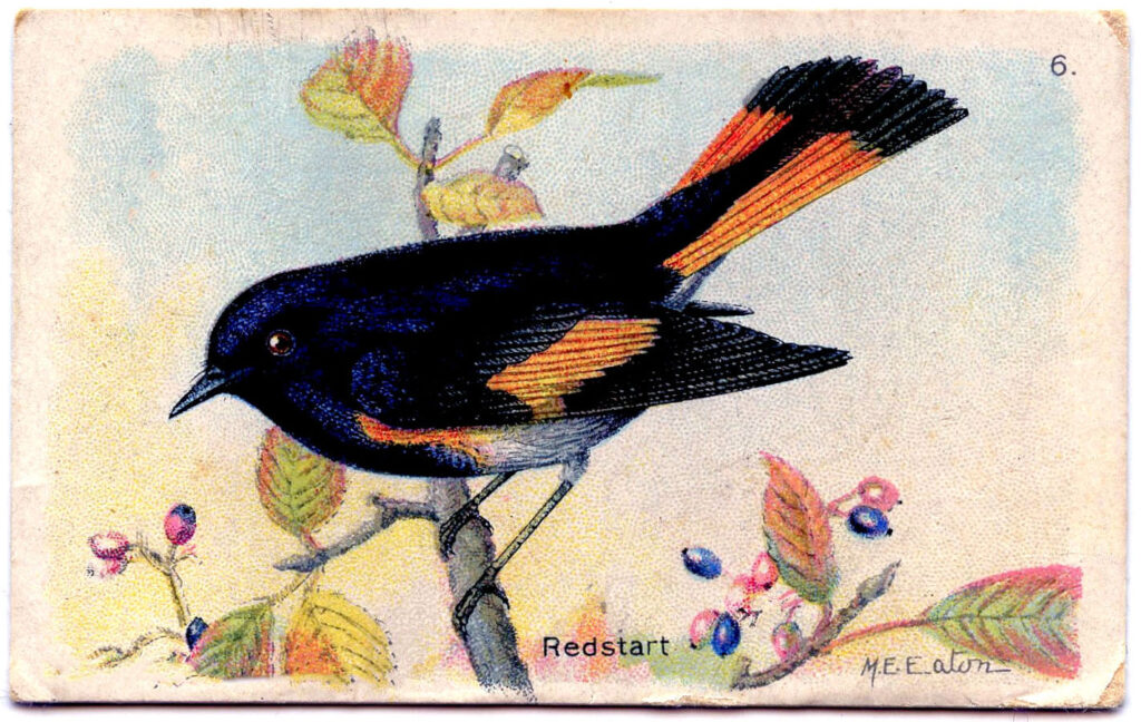 Redstart orange black bird illustration