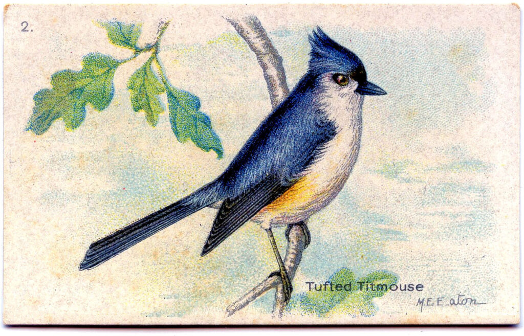 Tufted Titmouse blue bird vintage illustration