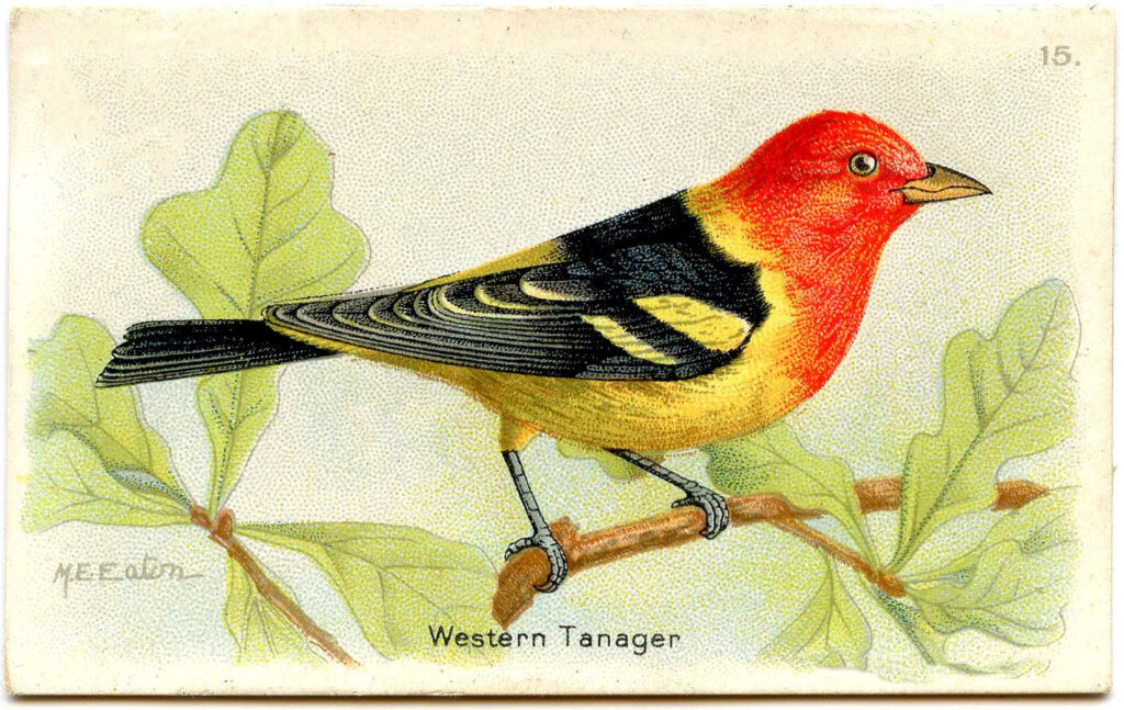 Western Tanager yellow orange bird image