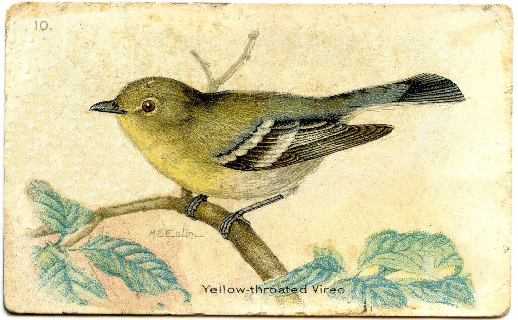 Yellow Throated Vireo bird vintage image