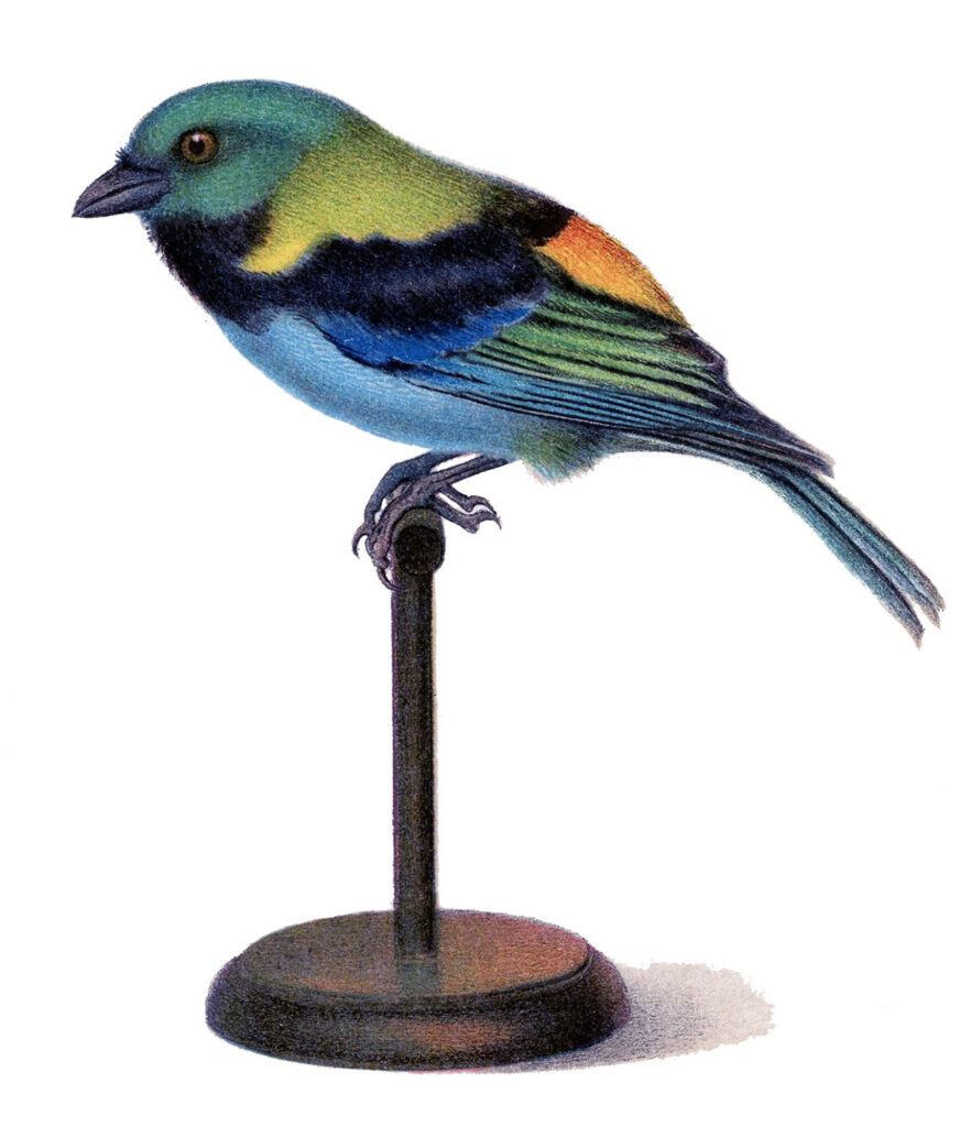 bird perch stand illustration