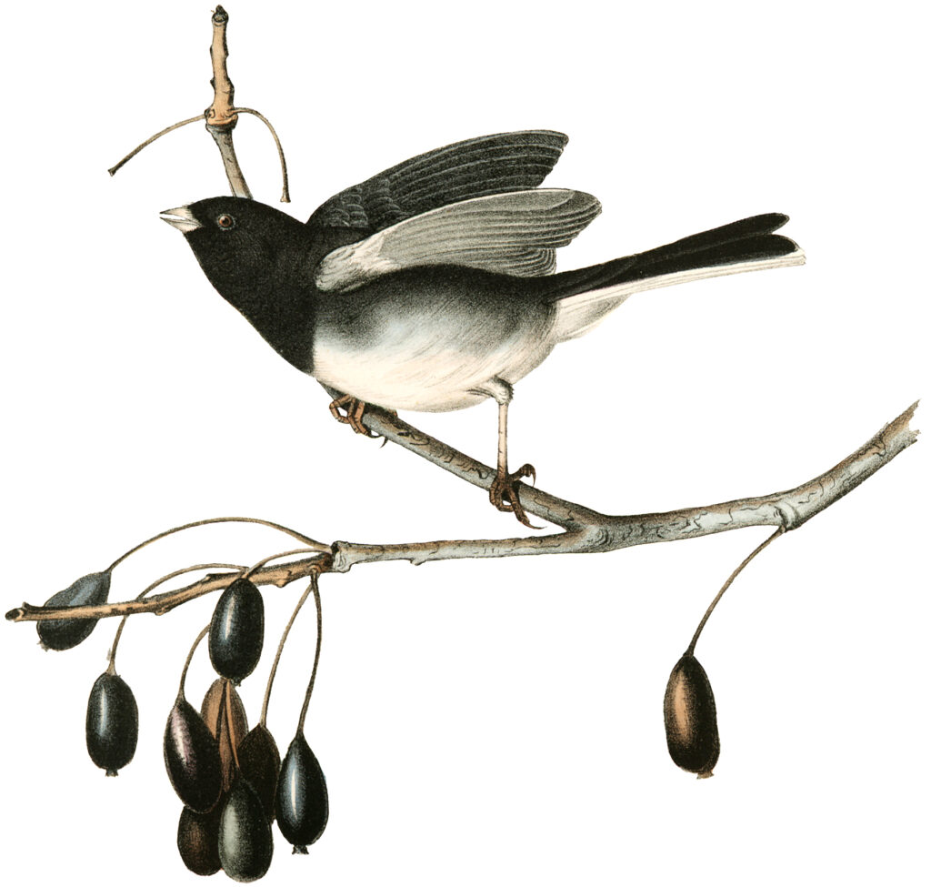 birds branch berries illustration