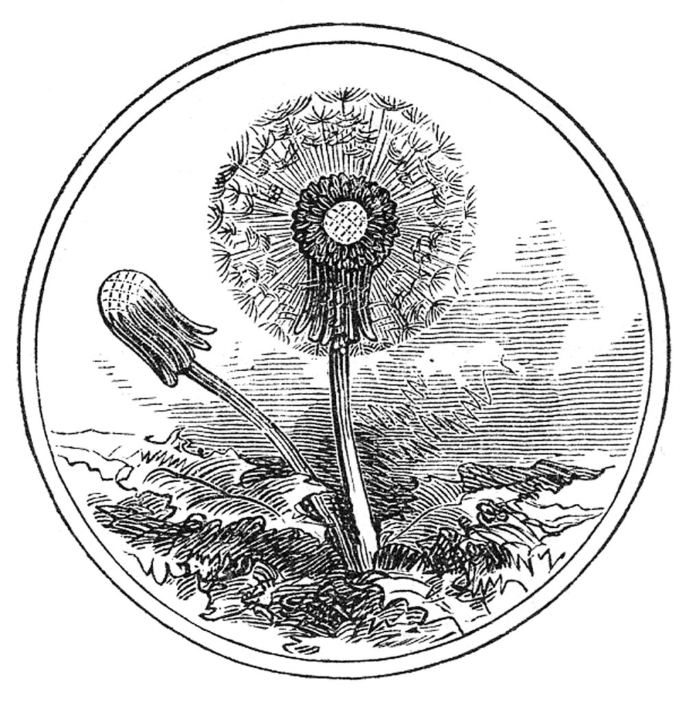 vintage dandelion round frame illustration