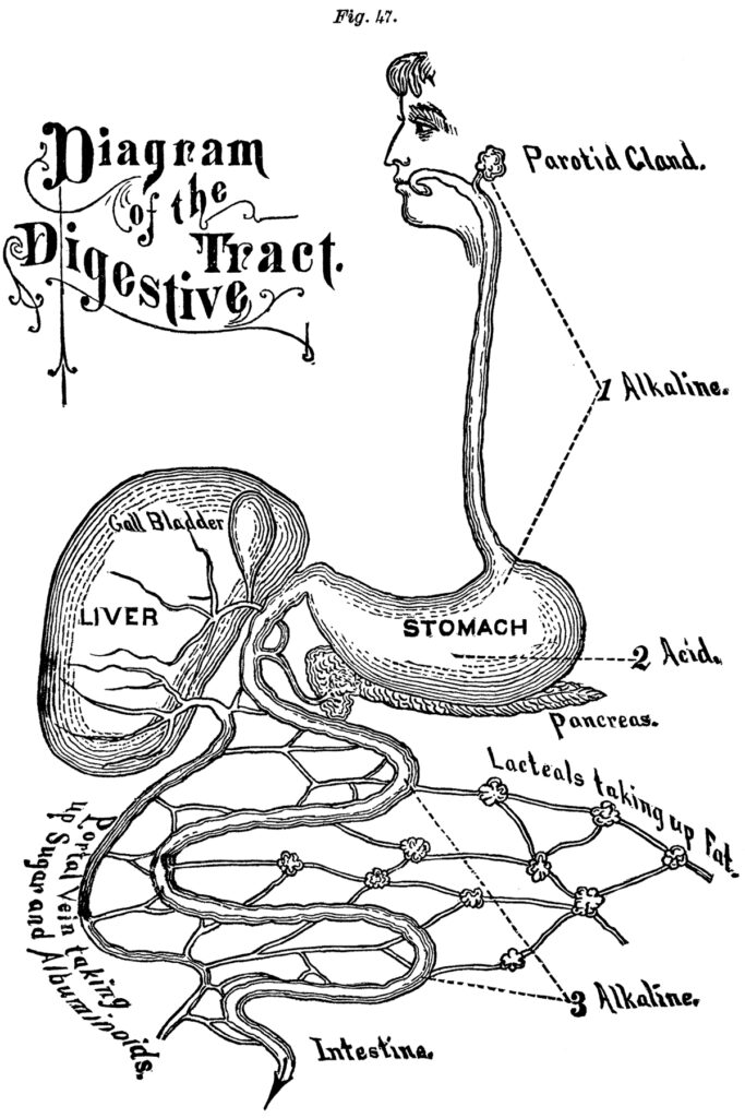 vintage digestion scientific diagram image