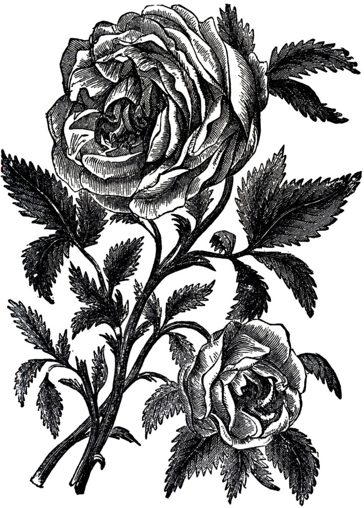 vintage roses engraving illustration