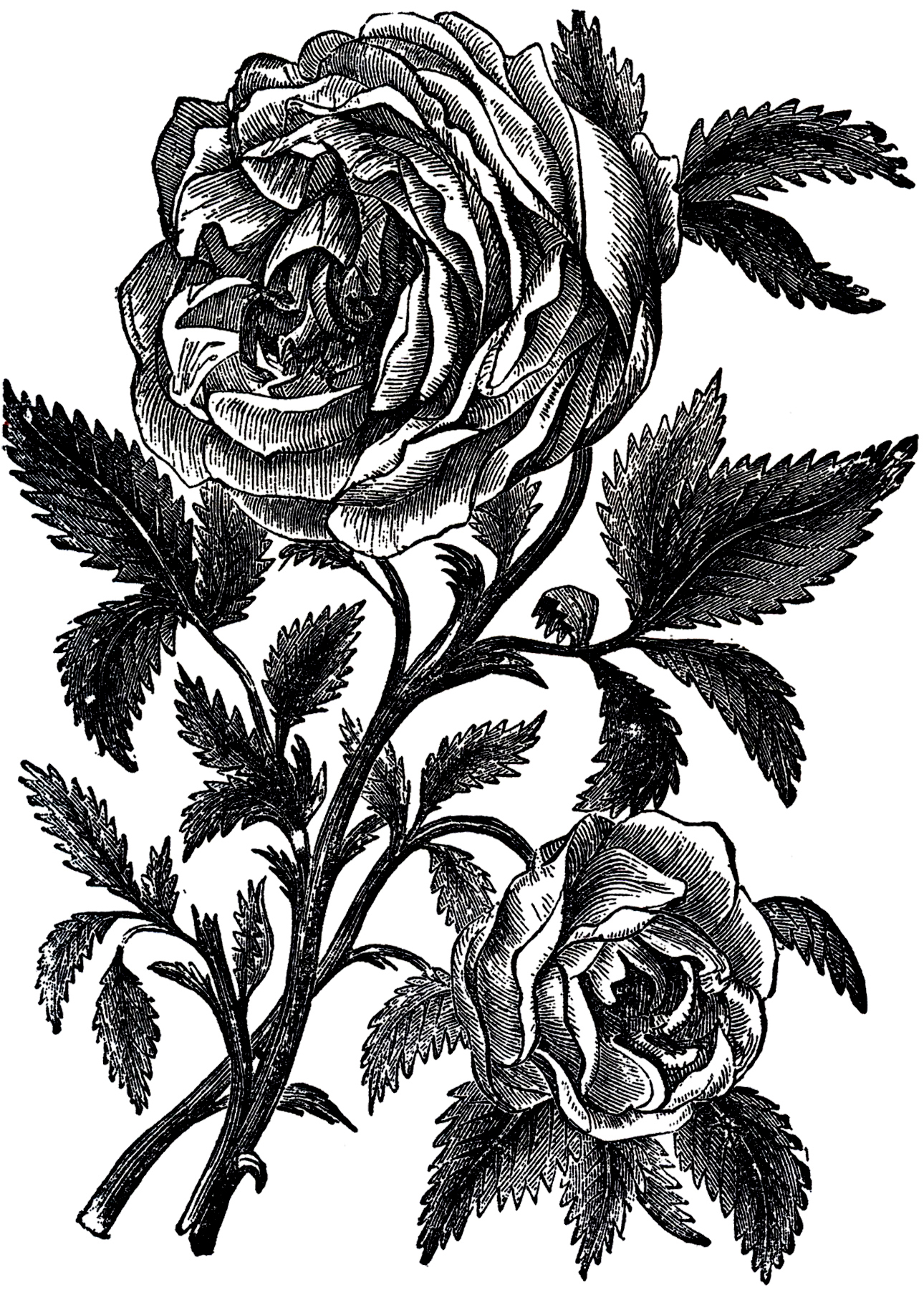 Линогравюра розы