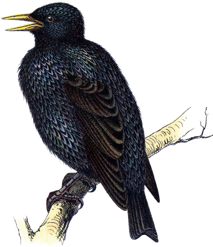 vintage Starling black bird branch image