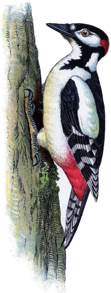 vintage woodpecker bird tree image