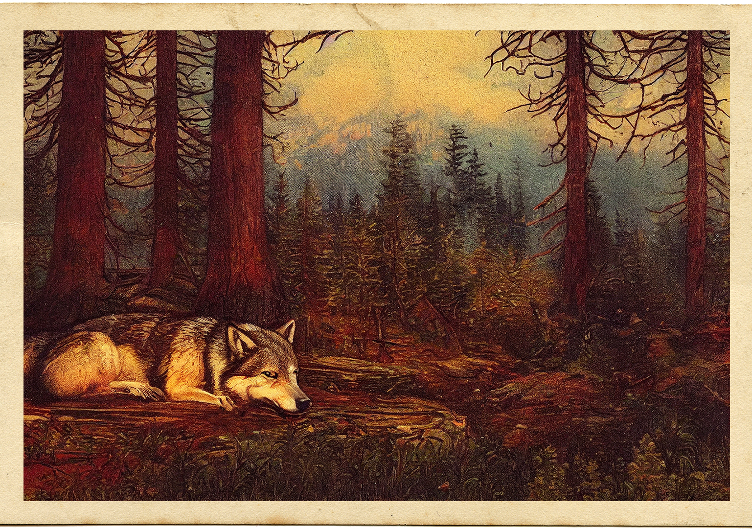 Wolf in Forest Picture
