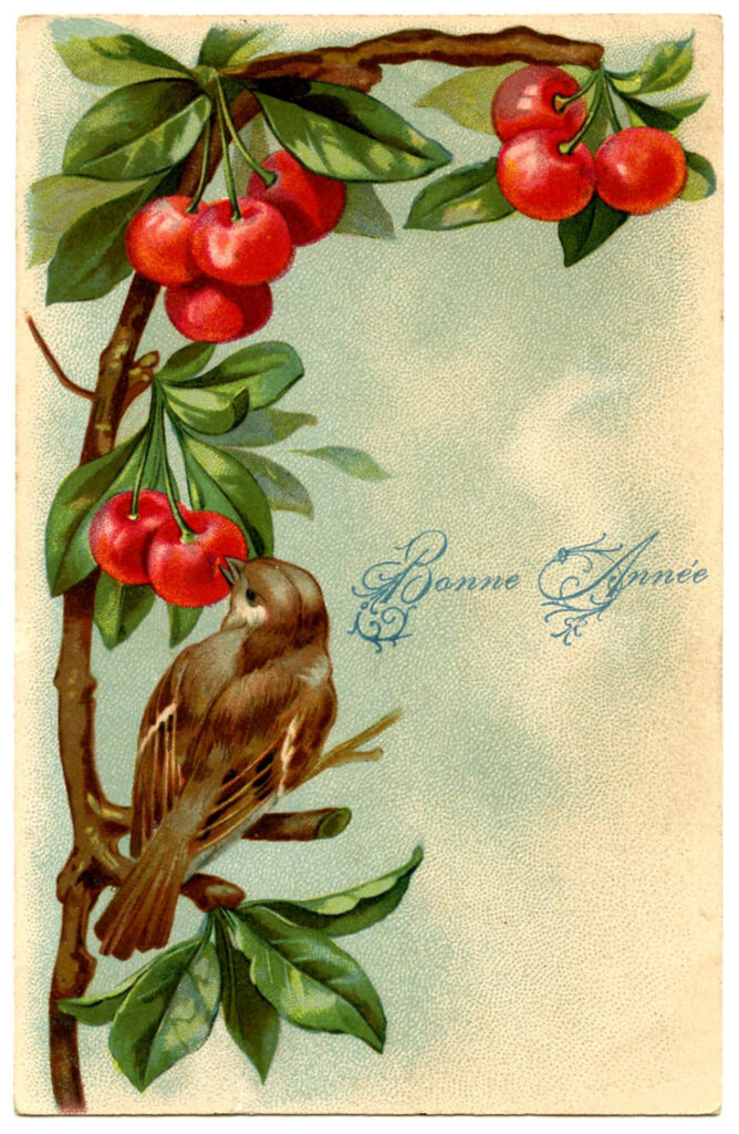 bird cherries twig illustration
