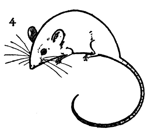 draw mouse clipart