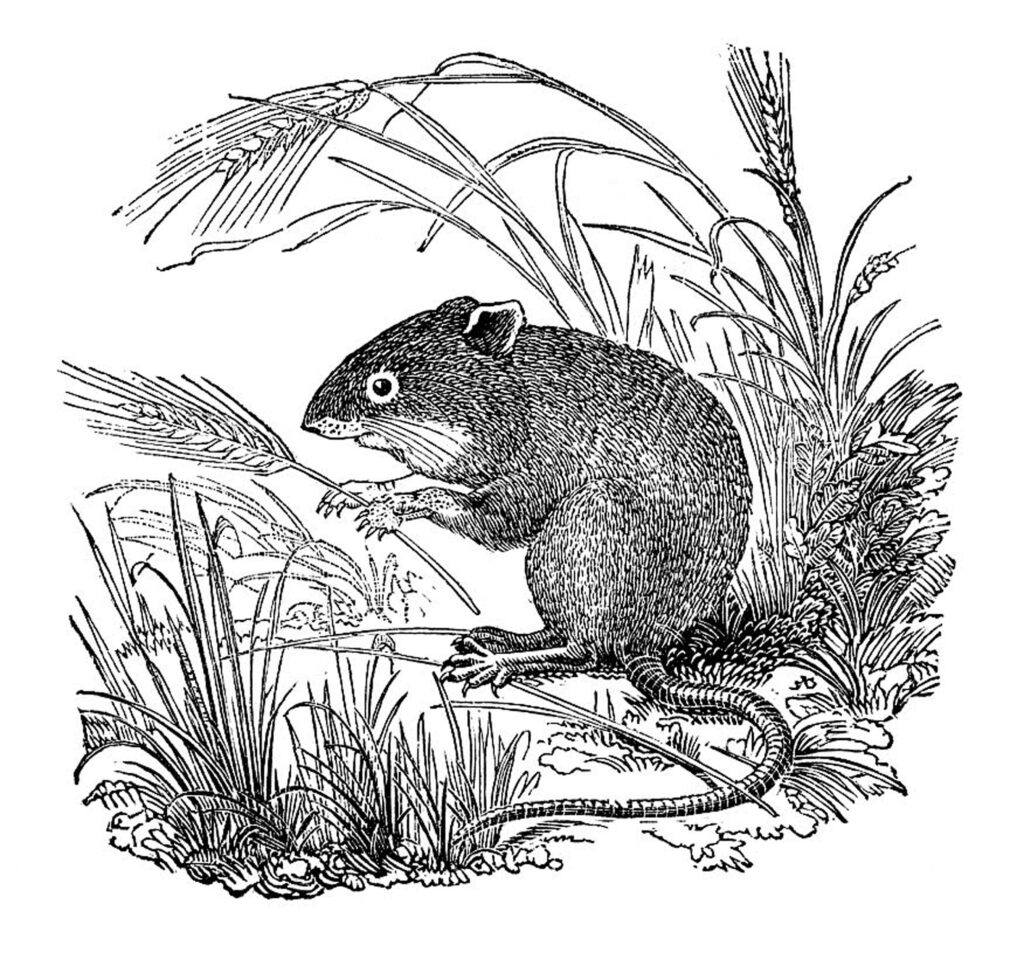 mouse grass vintage illustration