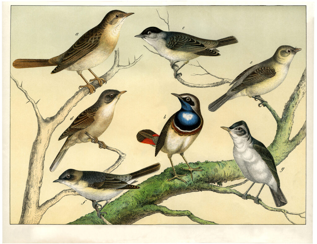 vintage assorted birds branch natural history image