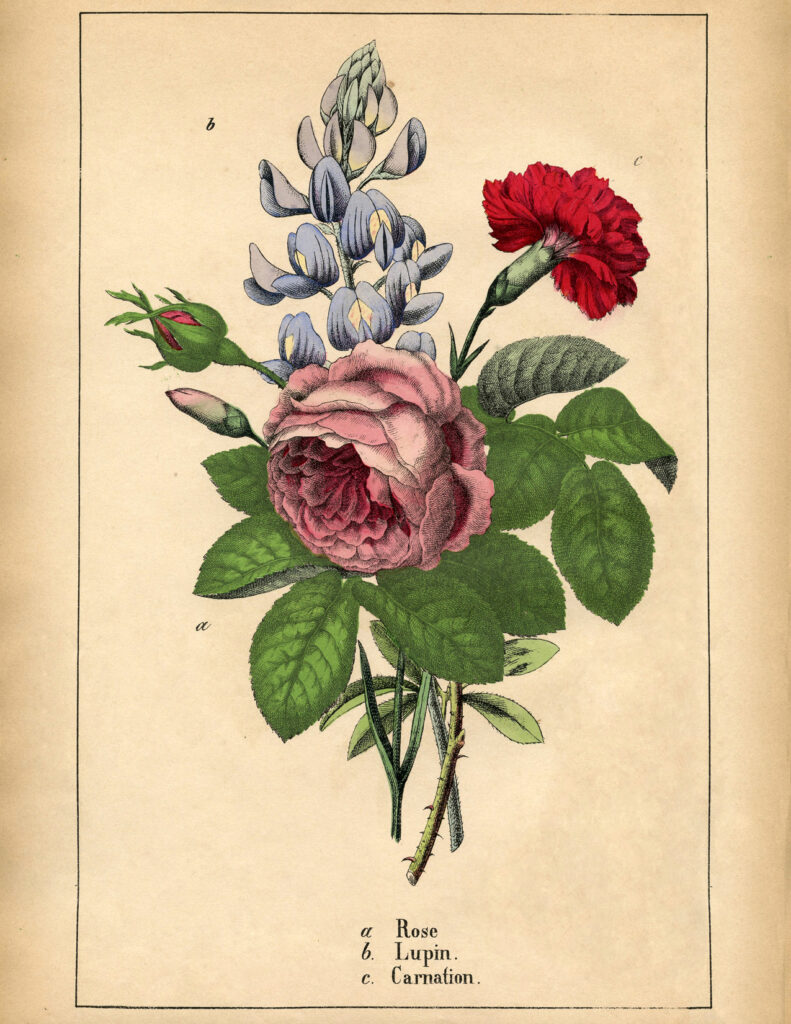 Botanical Flower Print vintage pink rose red carnation blue lupin image