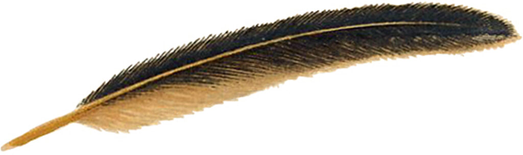 tan brown long quill image